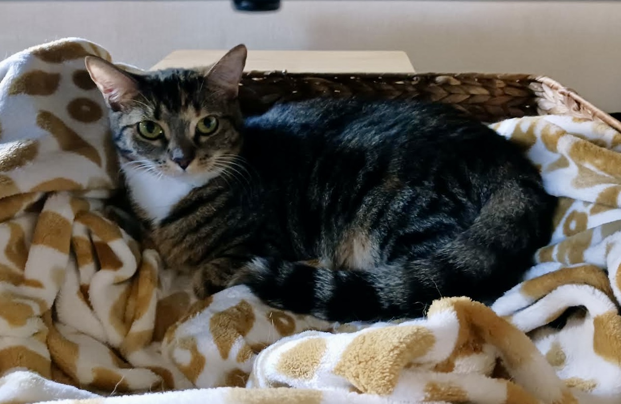 Sally & Birdie, a Adoptable Domestic Short Hair in Jacksonville, FL image 3/6