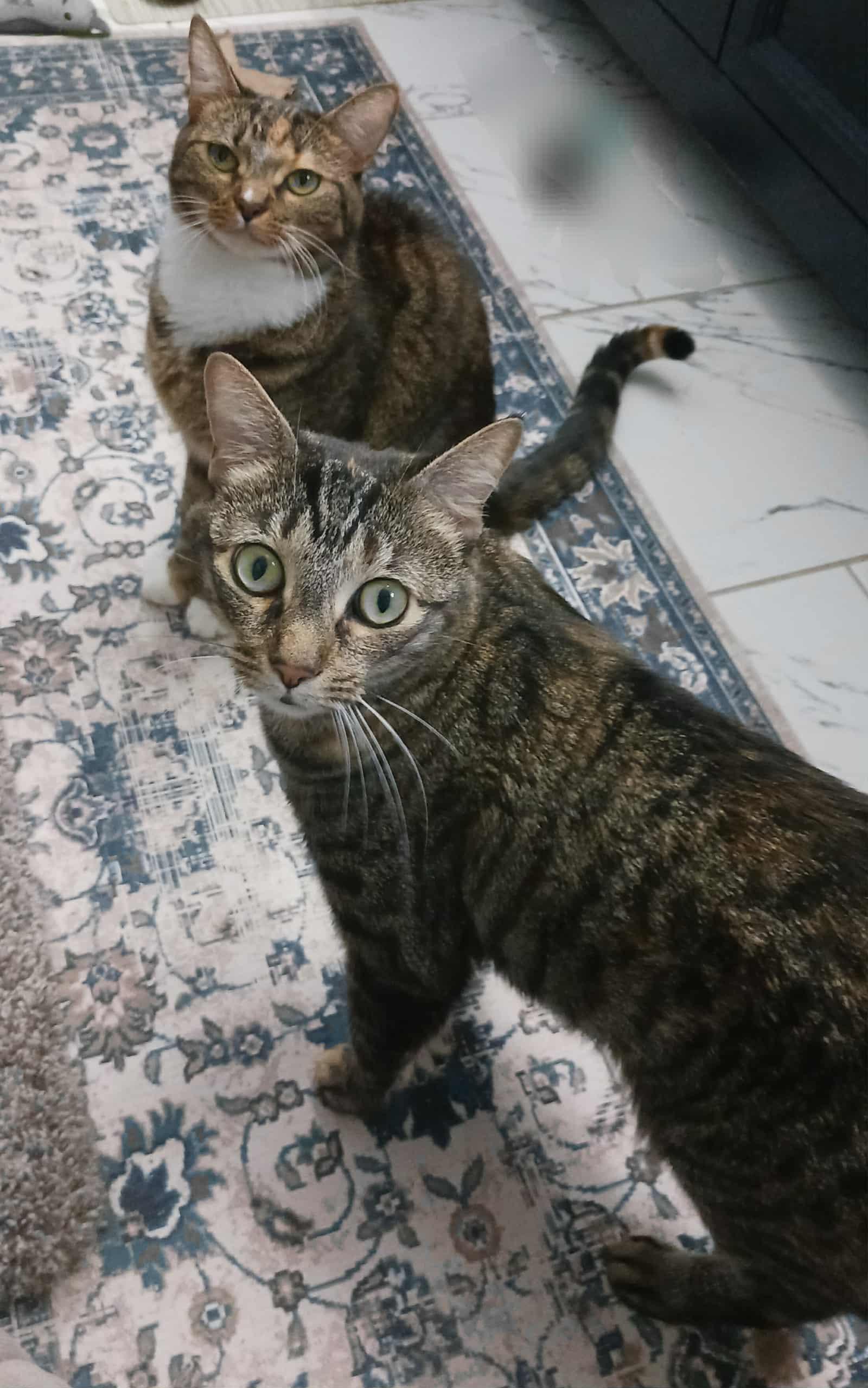 Sally & Birdie, Adoptable, Adult Female Domestic Short Hair.