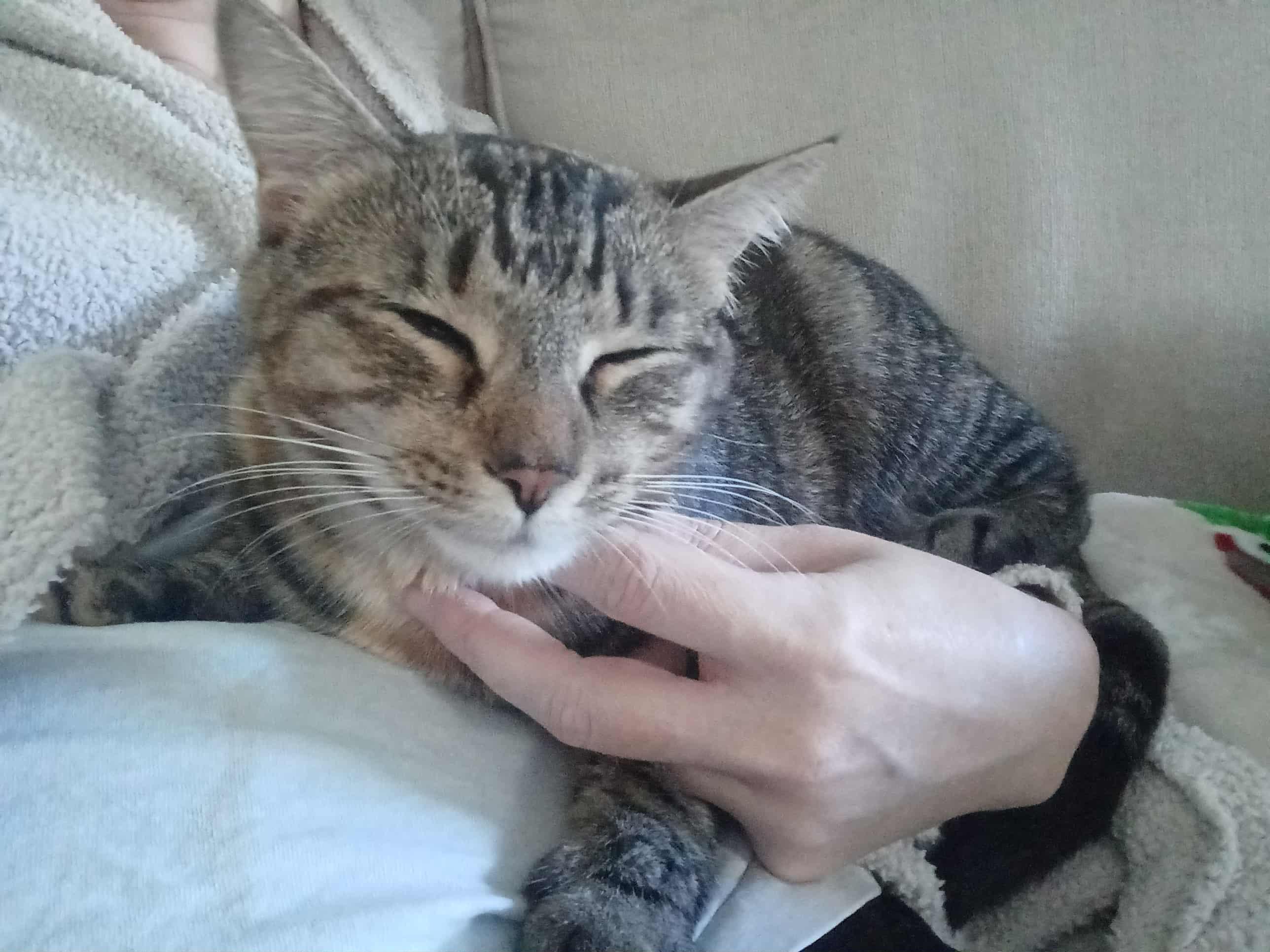 Sally & Birdie, a Adoptable Domestic Short Hair in Jacksonville, FL image 5/6