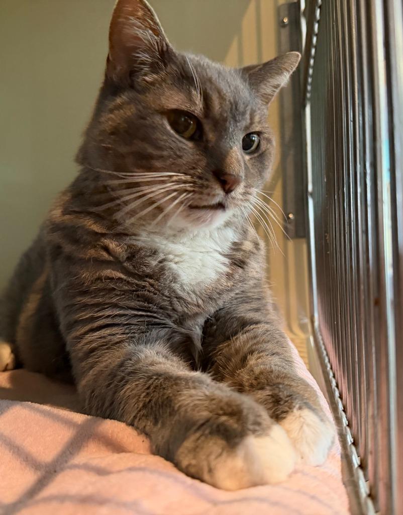 Davey, Adoptable, Senior Male Domestic Short Hair.