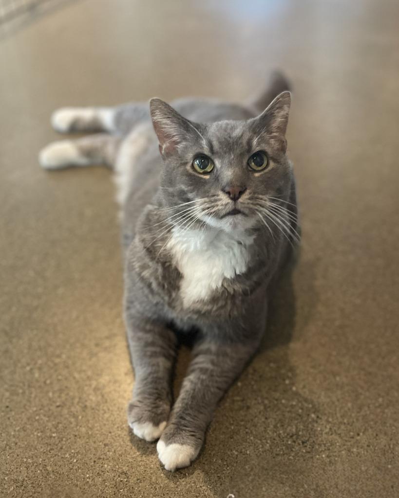 Enlarge Davey, a Adoptable mixed breed in Hyde Park, NY image 3/4