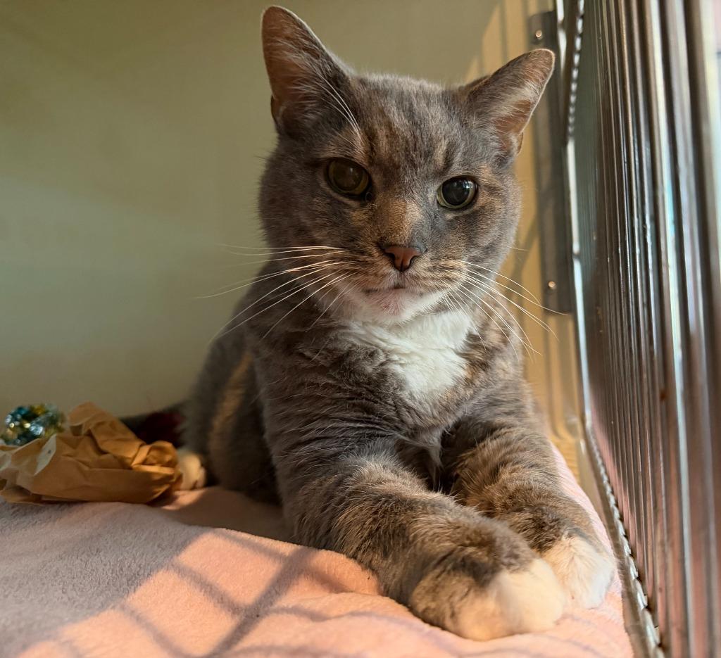 Enlarge Davey, a Adoptable mixed breed in Hyde Park, NY image 4/4