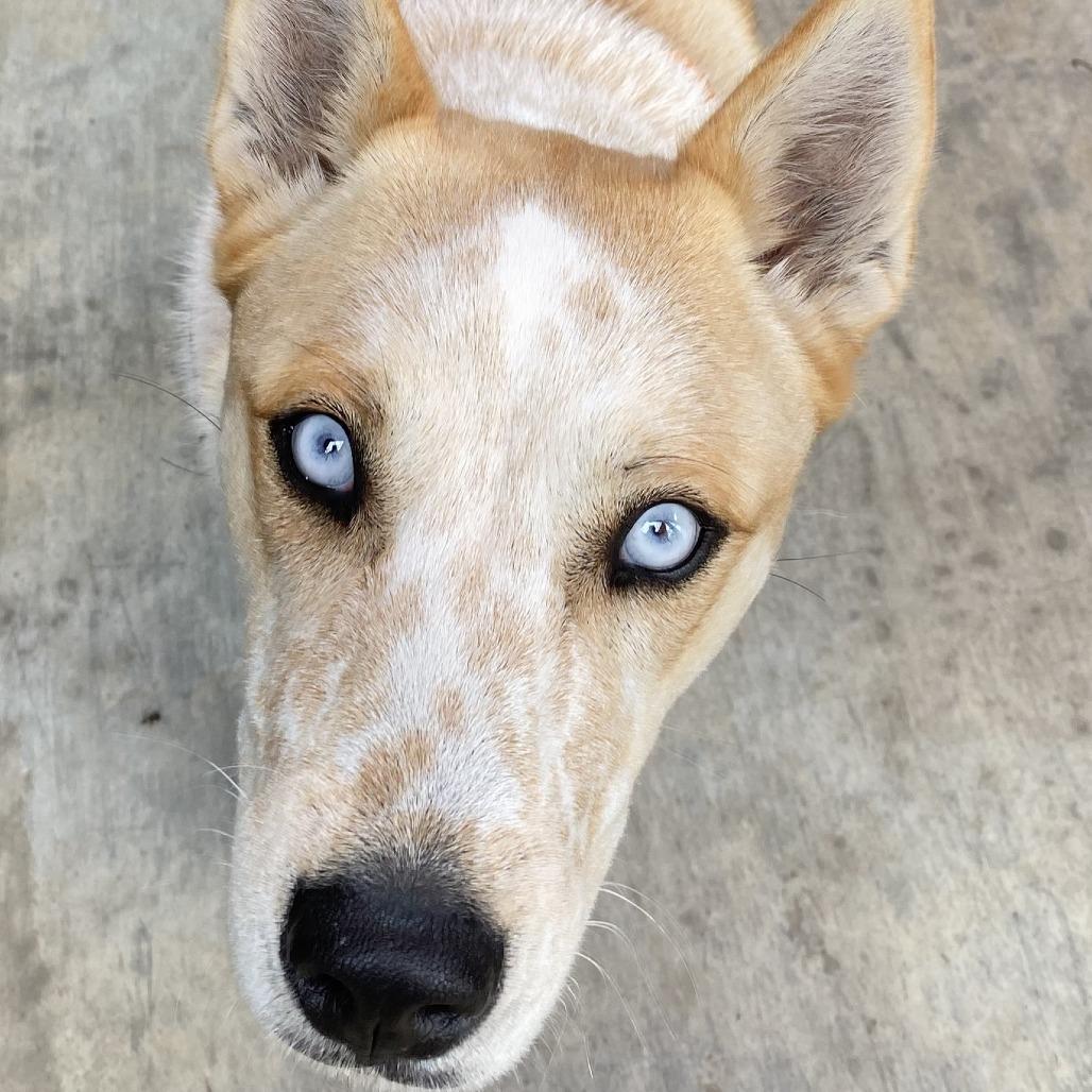 Enlarge Kevin, a Adoptable mixed breed in Pagosa Springs, CO image 1/4
