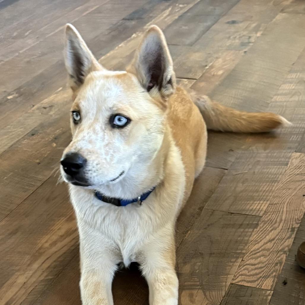 Enlarge Kevin, a Adoptable mixed breed in Pagosa Springs, CO image 2/4