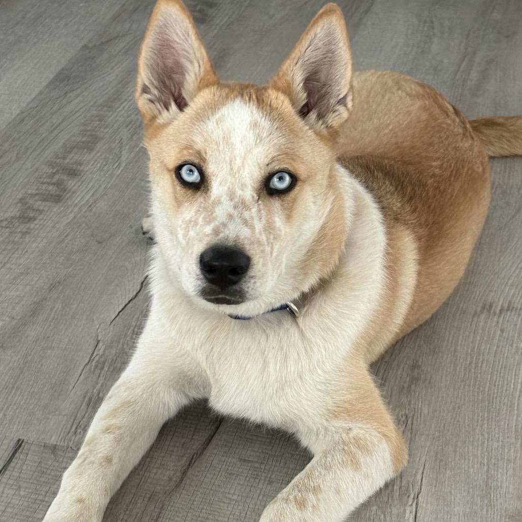 Enlarge Kevin, a Adoptable mixed breed in Pagosa Springs, CO image 3/4