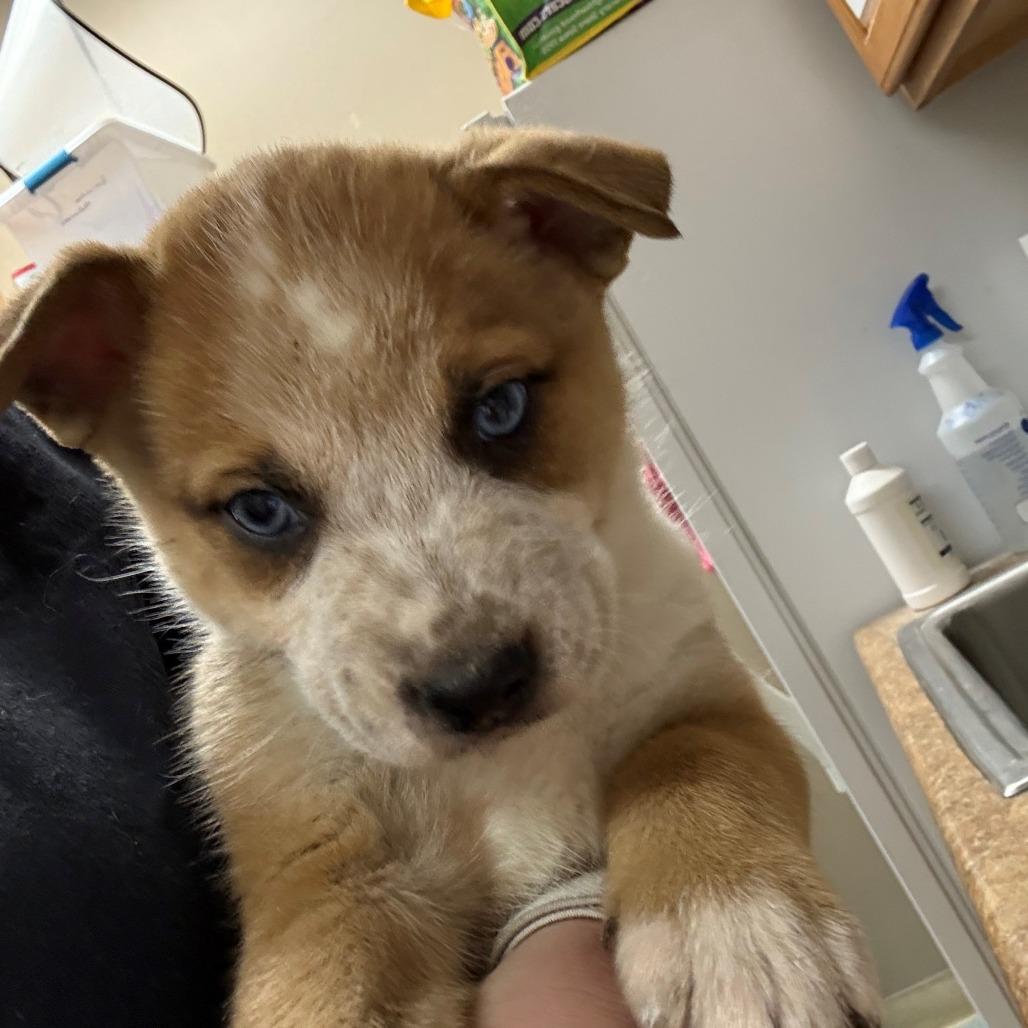 Enlarge Kevin, a Adoptable mixed breed in Pagosa Springs, CO image 4/4