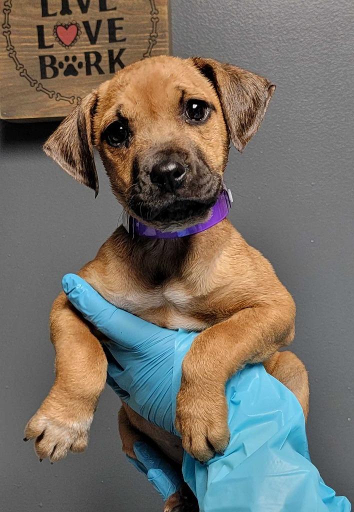 Enlarge Seven, a Adoptable mixed breed in Chillicothe, OH image 1/1