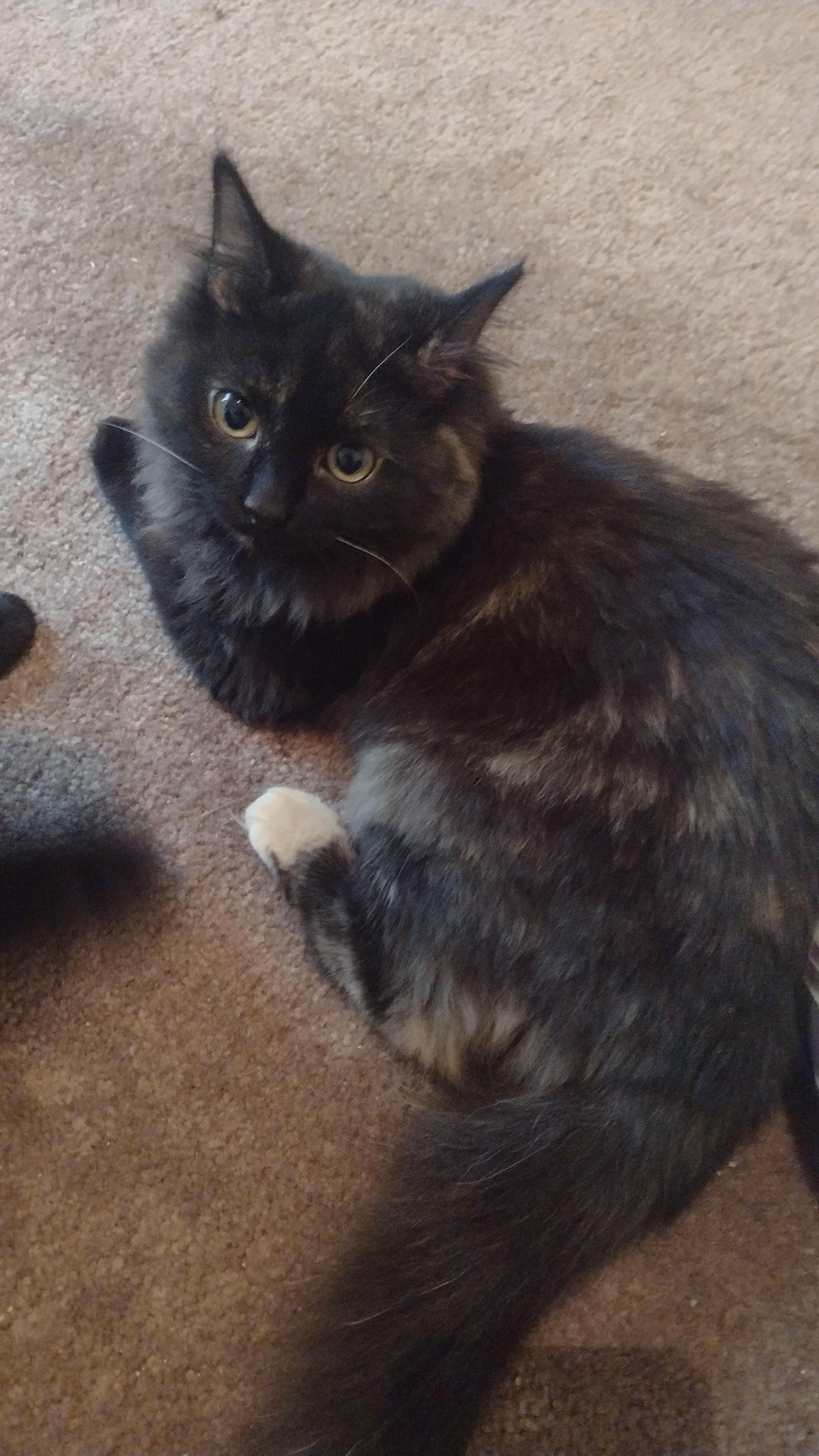 Opal, ADOPTABLE, Young Female Domestic Long Hair & Tortoiseshell.