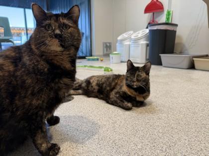 Enlarge Sophie, a ADOPTABLE Domestic Short Hair in Hamilton, MT image 6/6