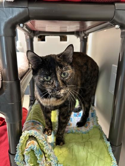 Enlarge Sophie, a ADOPTABLE Domestic Short Hair in Hamilton, MT image 2/6