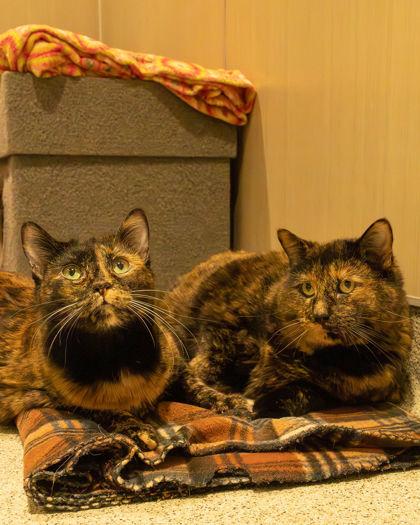 Enlarge Sophie, a ADOPTABLE Domestic Short Hair in Hamilton, MT image 4/6
