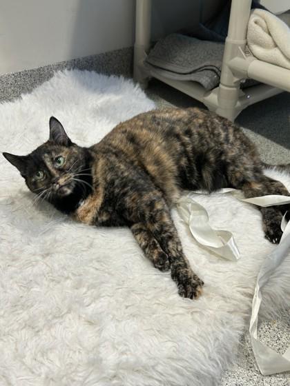 Enlarge Sophie, a ADOPTABLE Domestic Short Hair in Hamilton, MT image 5/6