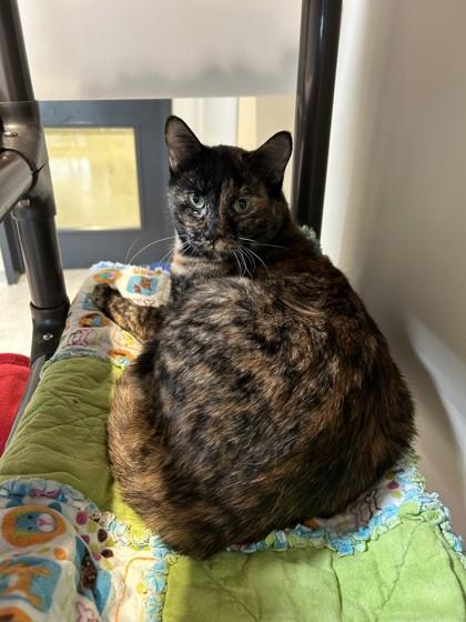 Enlarge Sophie, a ADOPTABLE Domestic Short Hair in Hamilton, MT image 3/6