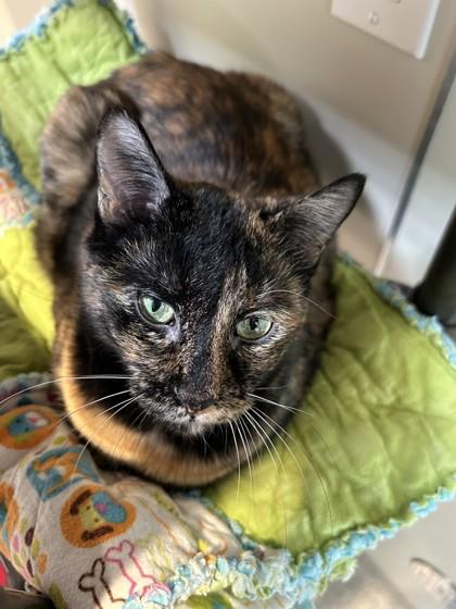 Sophie, ADOPTABLE, Senior Female Domestic Short Hair.
