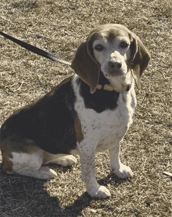 Enlarge Lacy, an adopted Beagle in West Decatur, PA image 3/6