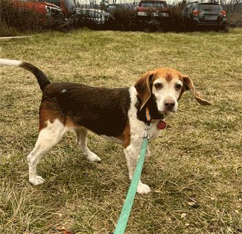 Lacy, a Adoptable Beagle in West Decatur, PA image 1/4