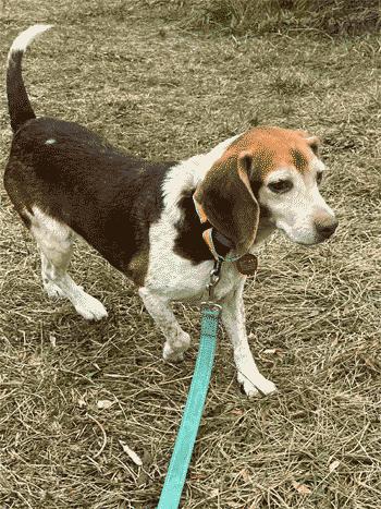 Lacy, a Adoptable Beagle in West Decatur, PA image 3/4