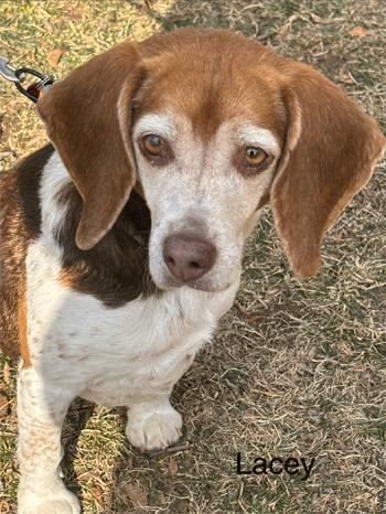 Enlarge Lacy, an adopted Beagle in West Decatur, PA image 2/6