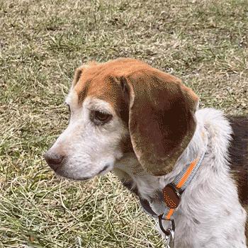 Enlarge Lacy, an adopted Beagle in West Decatur, PA image 6/6