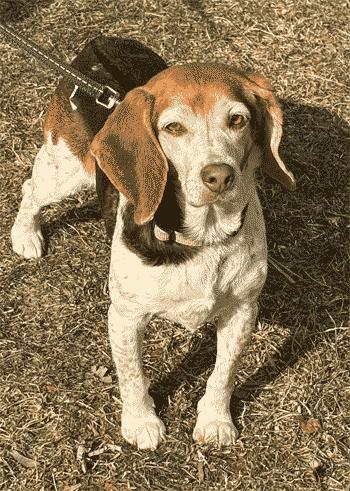 Lacy, Adoptable, Adult Female Beagle.