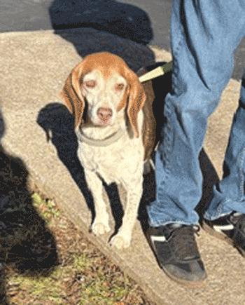 Lacy, a Adoptable Beagle in West Decatur, PA image 4/4
