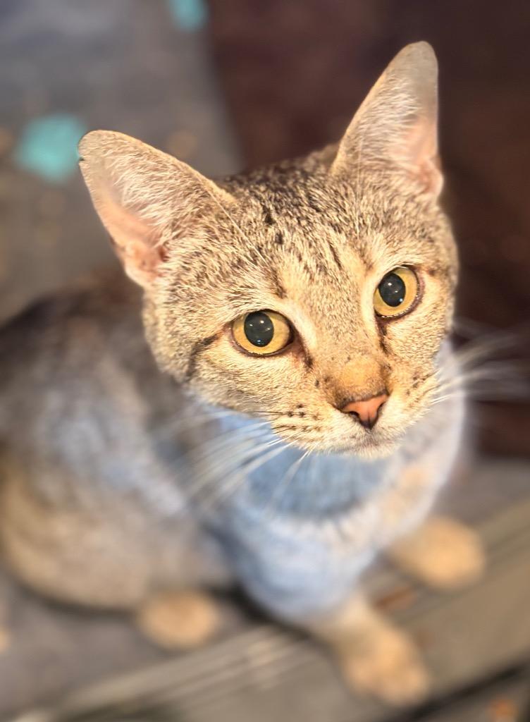 Opal, Adoptable, Young Female Domestic Short Hair.