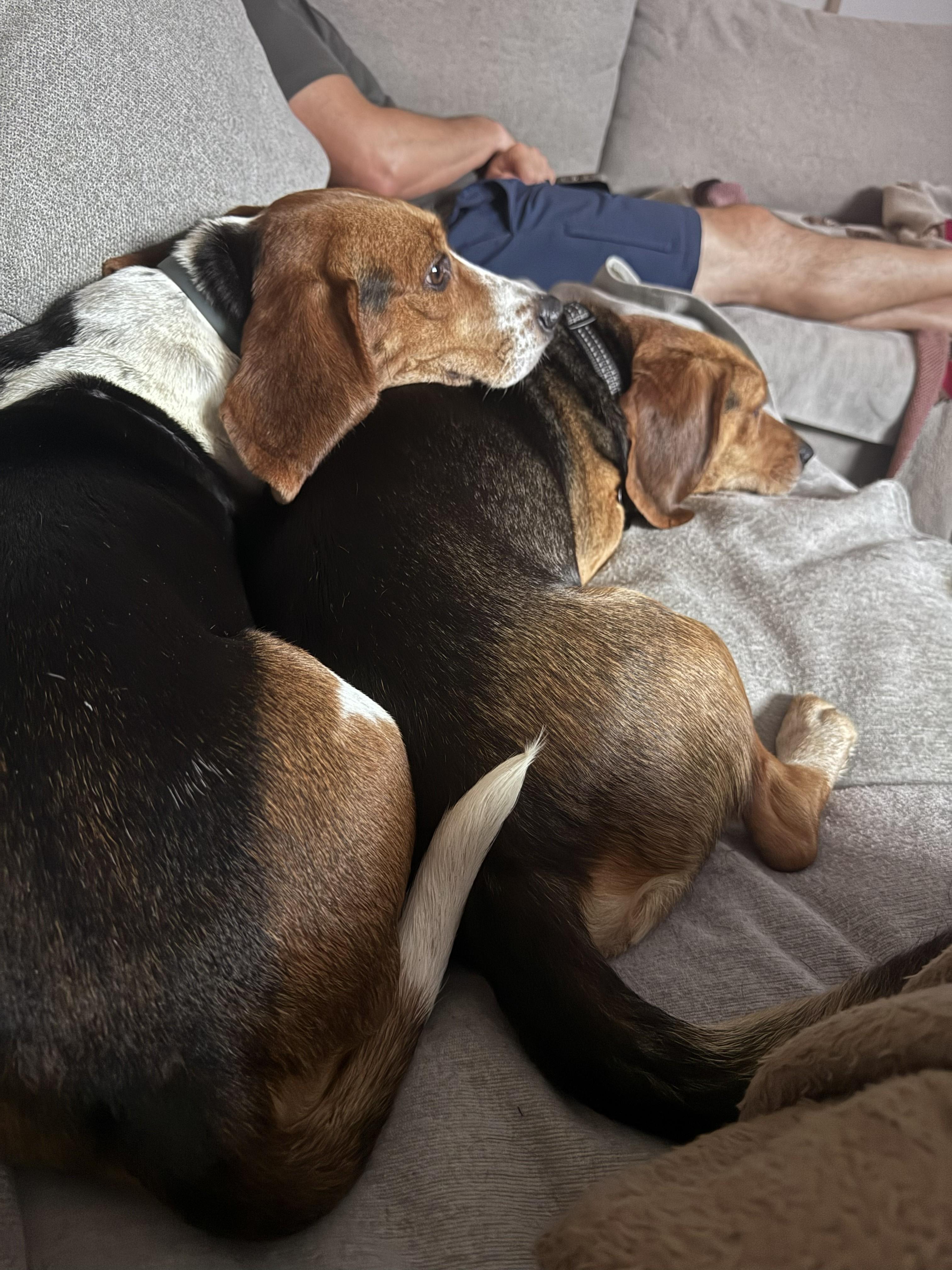 Enlarge Troy, a ADOPTABLE Beagle in Media, PA image 4/4