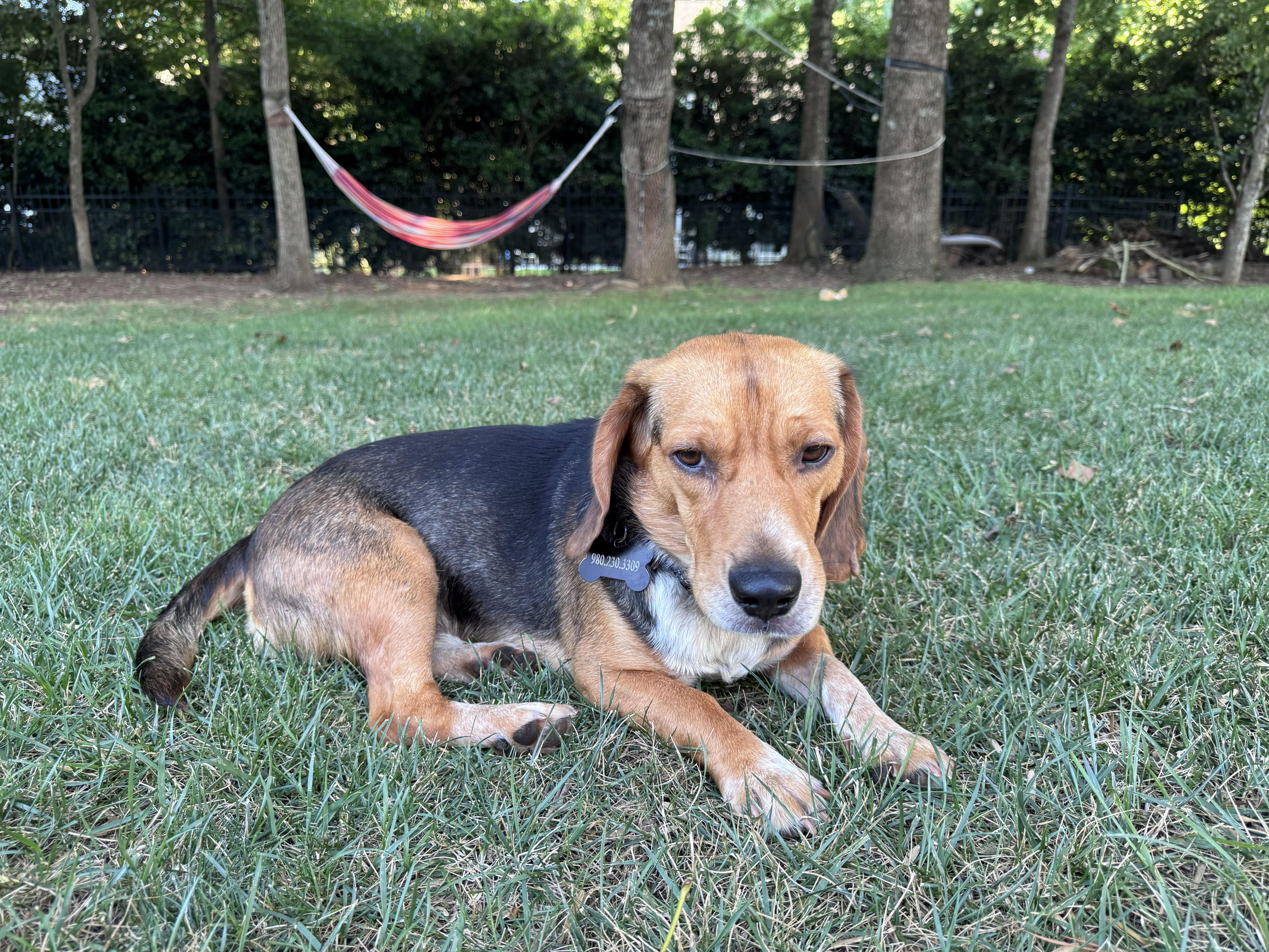 Troy, ADOPTABLE, Adult Male Beagle.