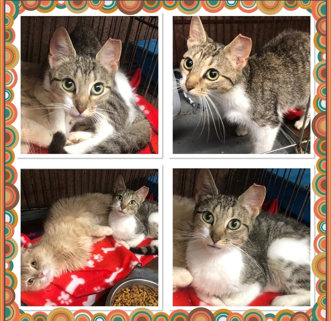 Cat for adoption SUGAR PLUM, a Domestic Short Hair in Buckhannon, WV Petfinder