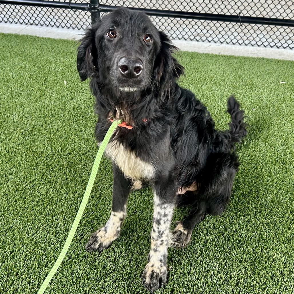 Spindle, Adoptable, Adult Male Border Collie.