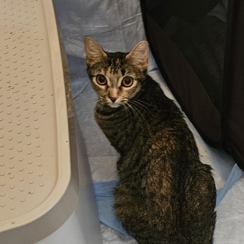 Olive 26-063, Adoptable, Adult Female Domestic Short Hair.