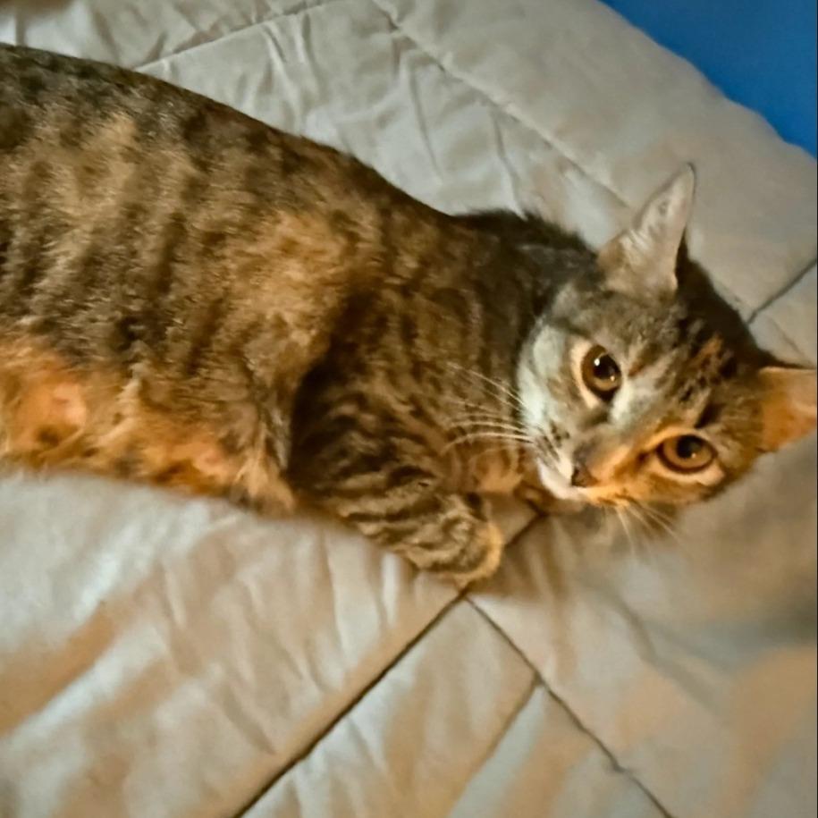 Olive 26-063, a Adoptable Domestic Short Hair in Little Rock, AR image 2/3