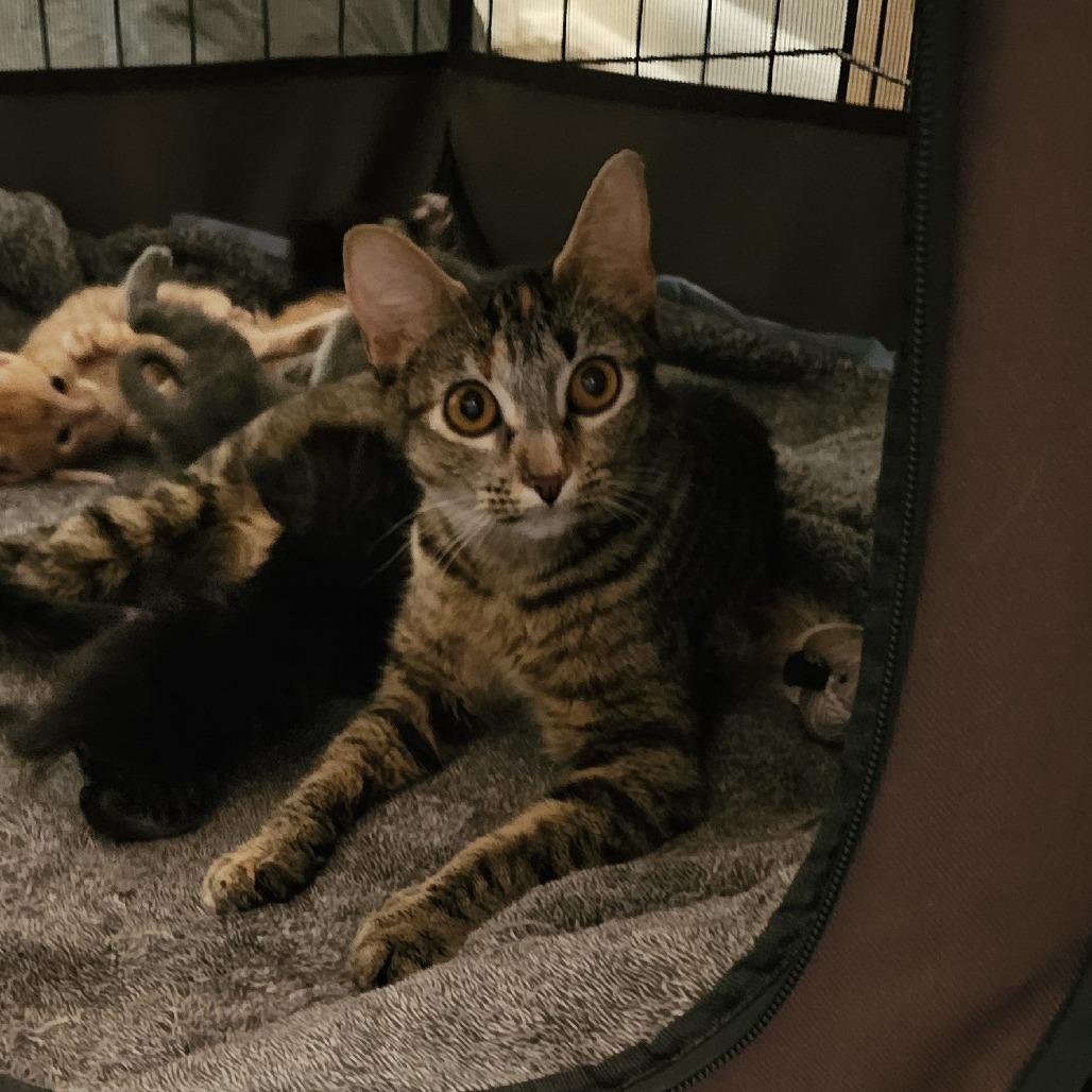 Olive 26-063, a Adoptable Domestic Short Hair in Little Rock, AR image 3/3