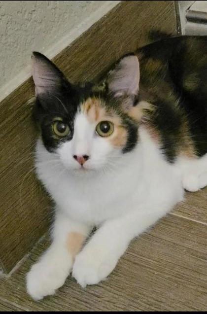 Boo, Adoptable, Kitten Female Domestic Medium Hair & Domestic Short Hair.
