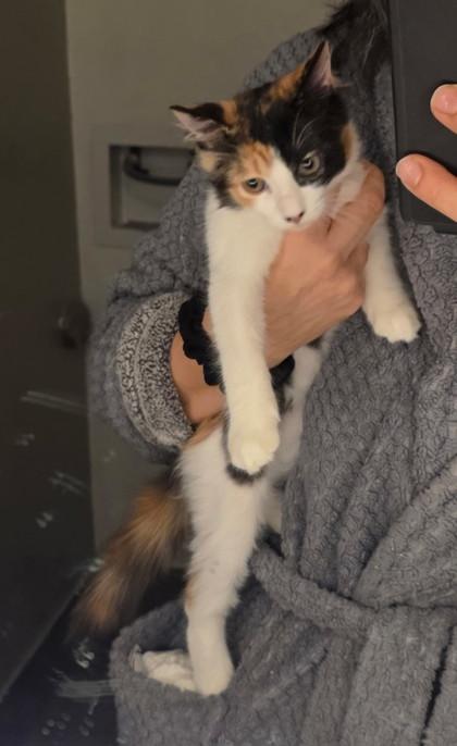 Boo, Adoptable, Kitten Female Domestic Medium Hair & Domestic Short Hair.