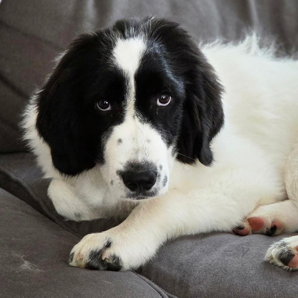 Bonnie , adopted, Puppy Female Newfoundland Dog & Great Pyrenees.