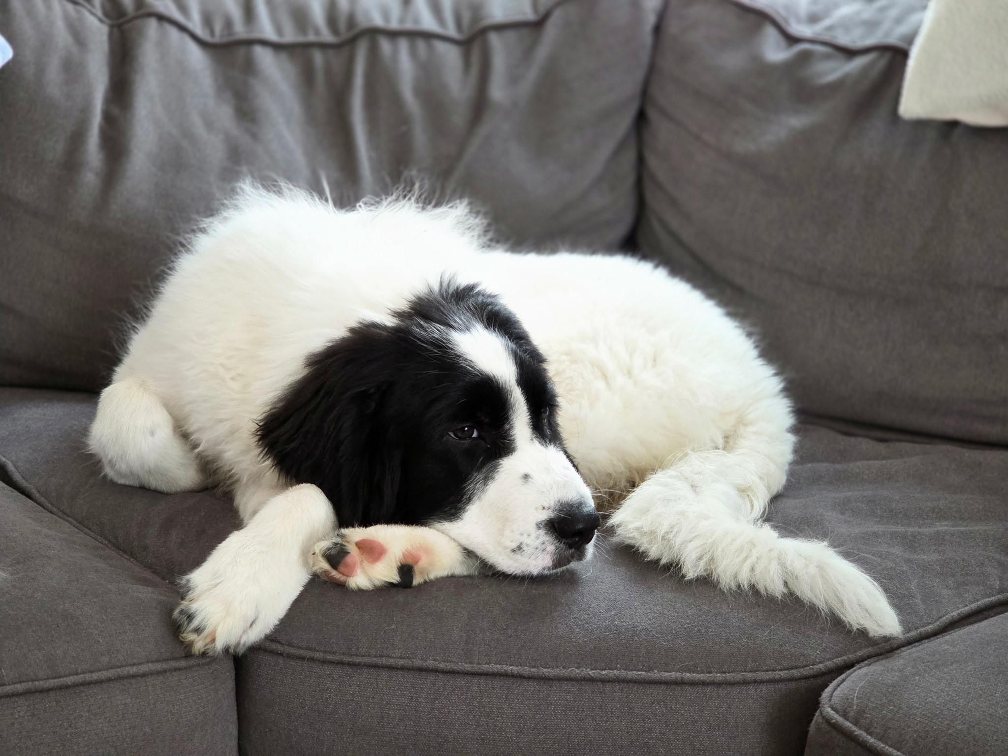 Bonnie , an adopted mixed breed in Bath, ME image 2/4