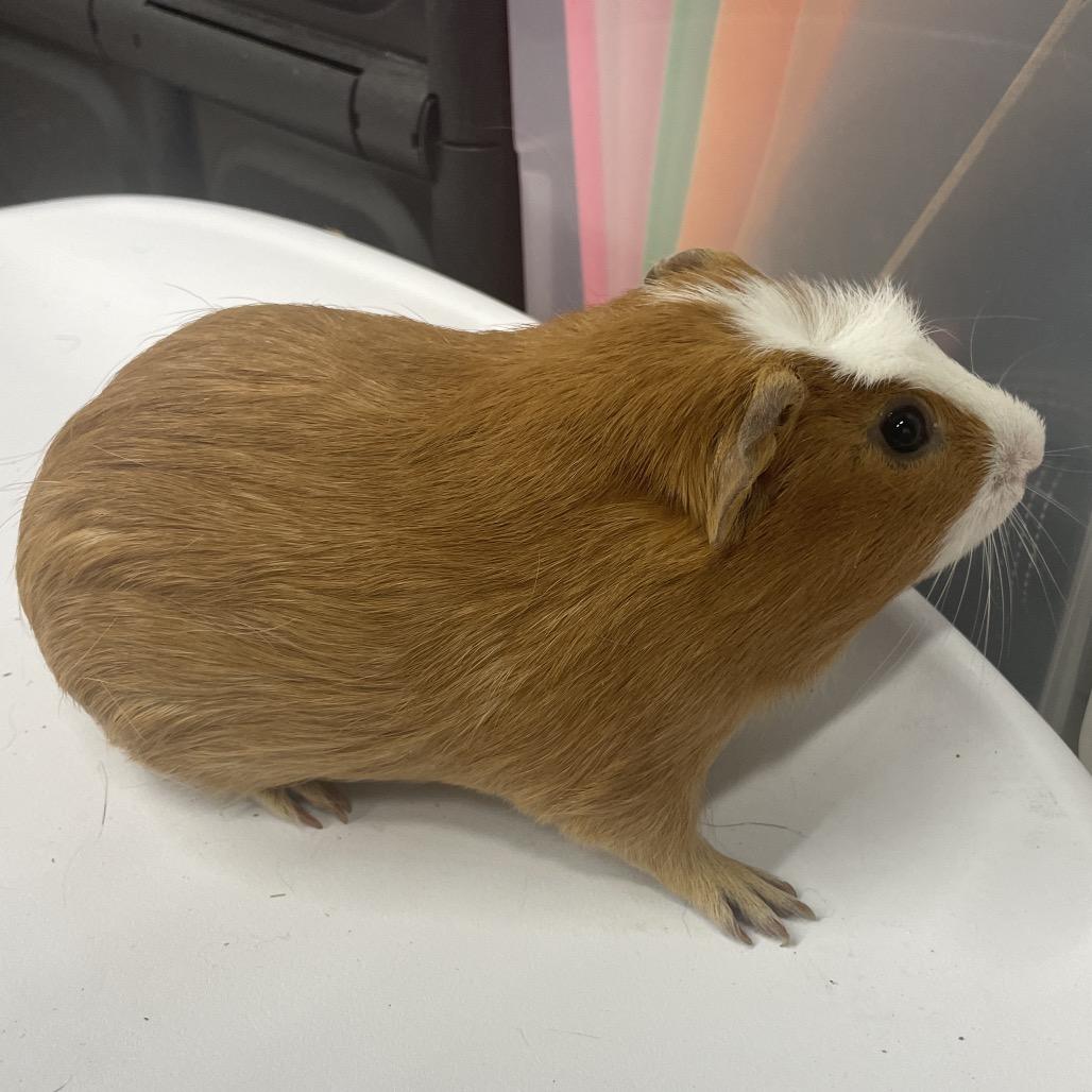 Gouda, Adoptable, Young Male Guinea Pig.