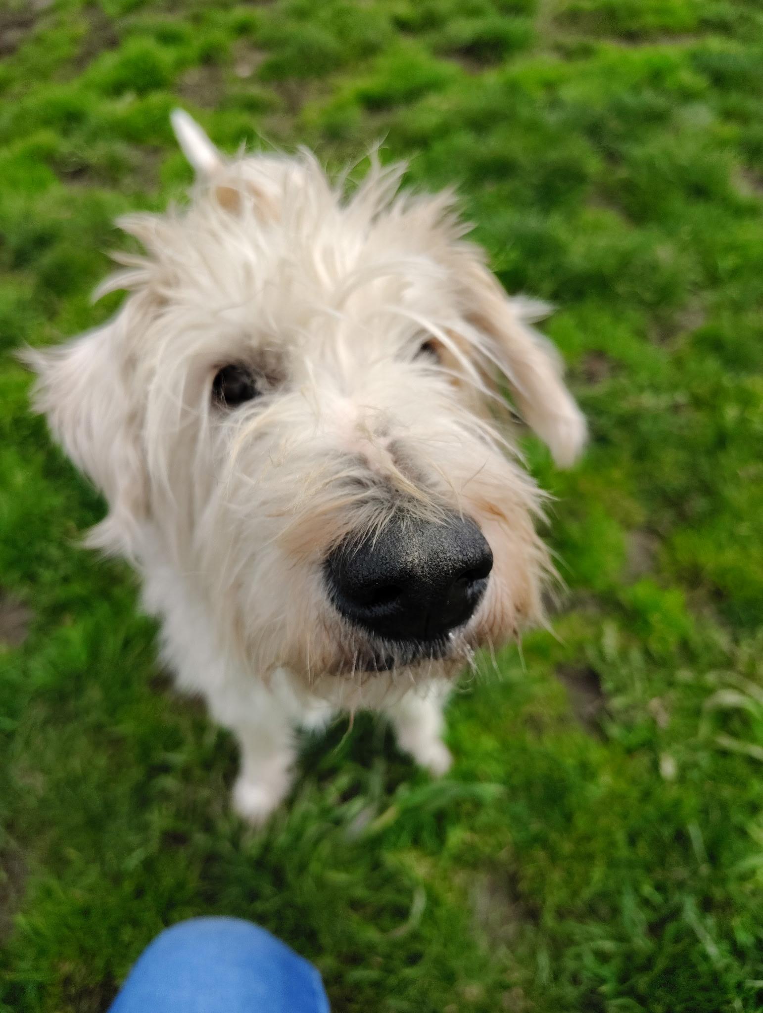 Enlarge Maggie, a ADOPTABLE mixed breed in Port Angeles, WA image 1/2