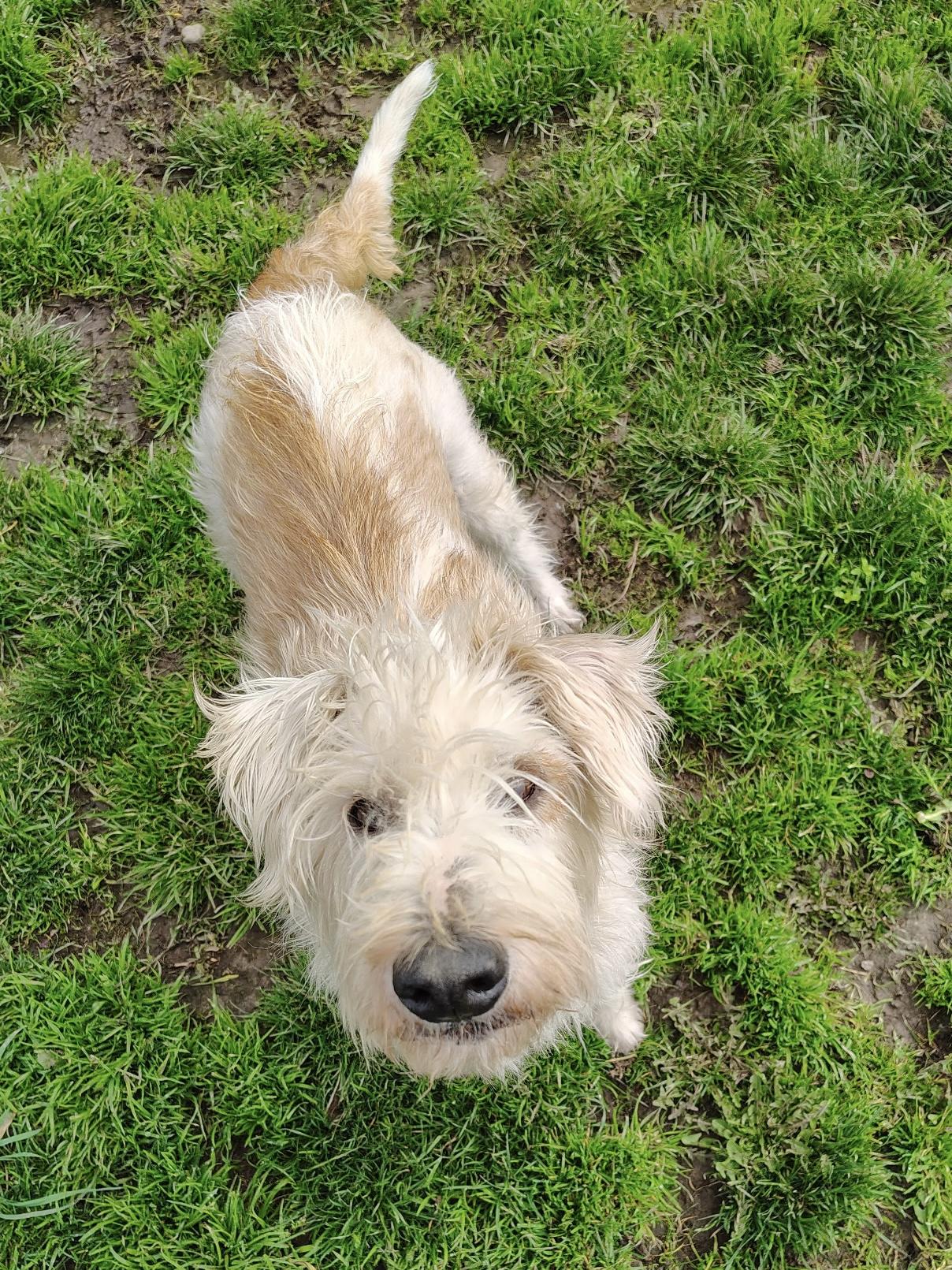 Enlarge Maggie, a ADOPTABLE mixed breed in Port Angeles, WA image 2/2