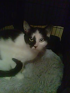 Oreo