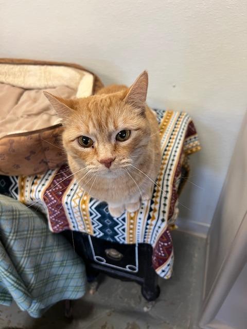 Enlarge Bitsy, a Adoptable mixed breed in Hot Springs, SD image 1/1