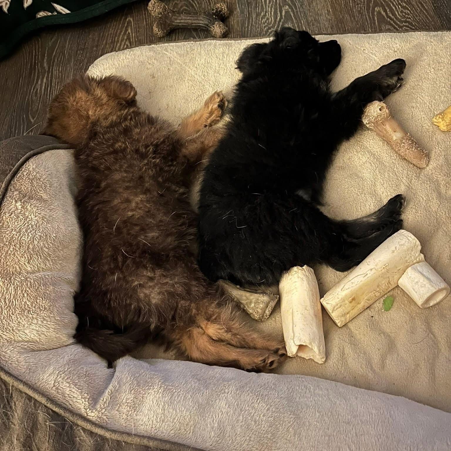 Enlarge Tabitha, an adopted mixed breed in McHenry, IL image 2/3