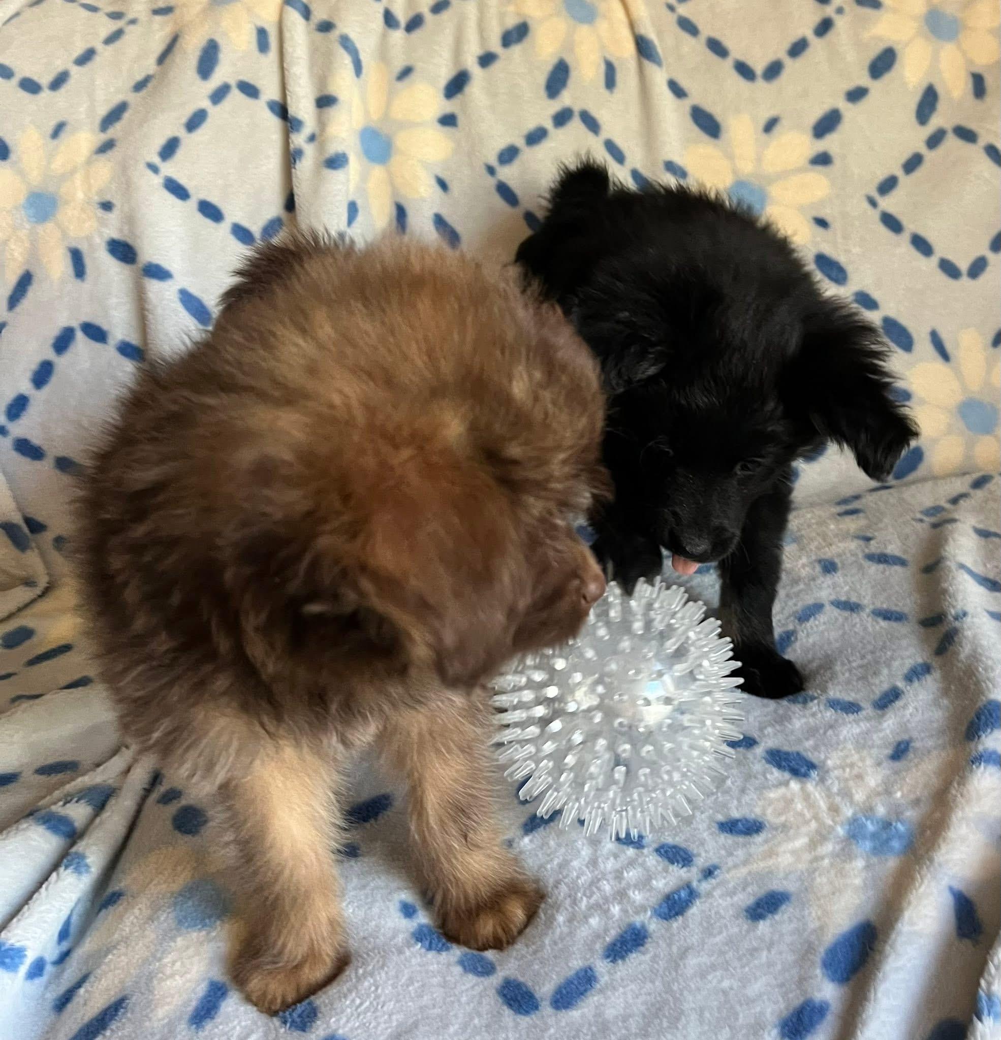 Enlarge Tabitha, an adopted mixed breed in McHenry, IL image 3/3