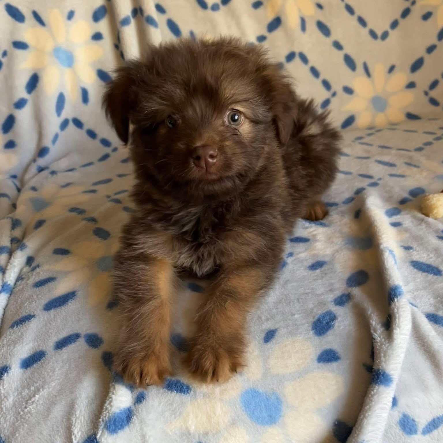 Tabitha, adopted, Puppy Female Pomeranian & Shih Tzu.