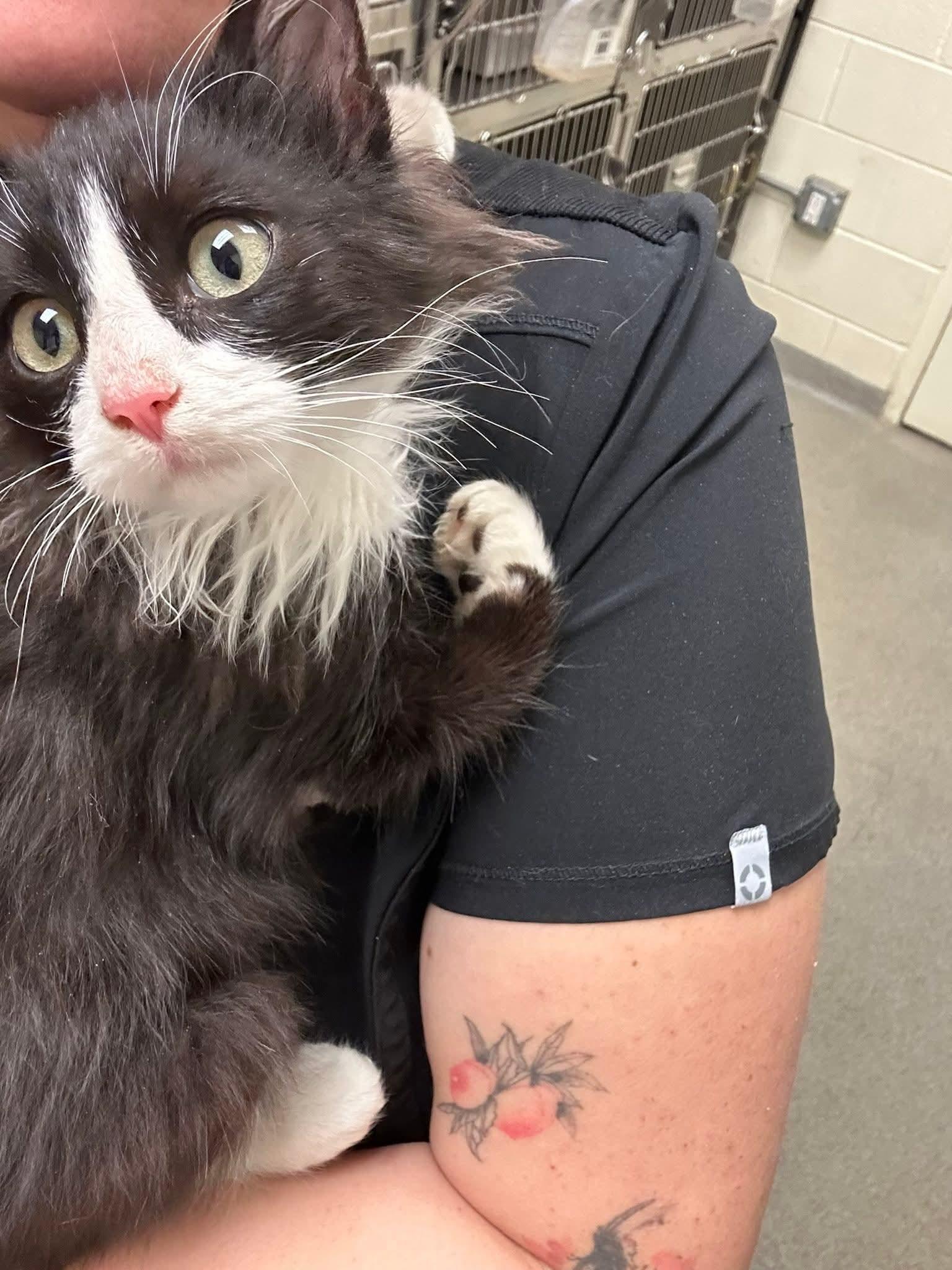 Enlarge Mogi, an adopted Domestic Medium Hair in Salt Lake City, UT image 2/3