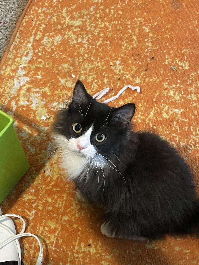 Enlarge Mogi, an adopted Domestic Medium Hair in Salt Lake City, UT image 3/3