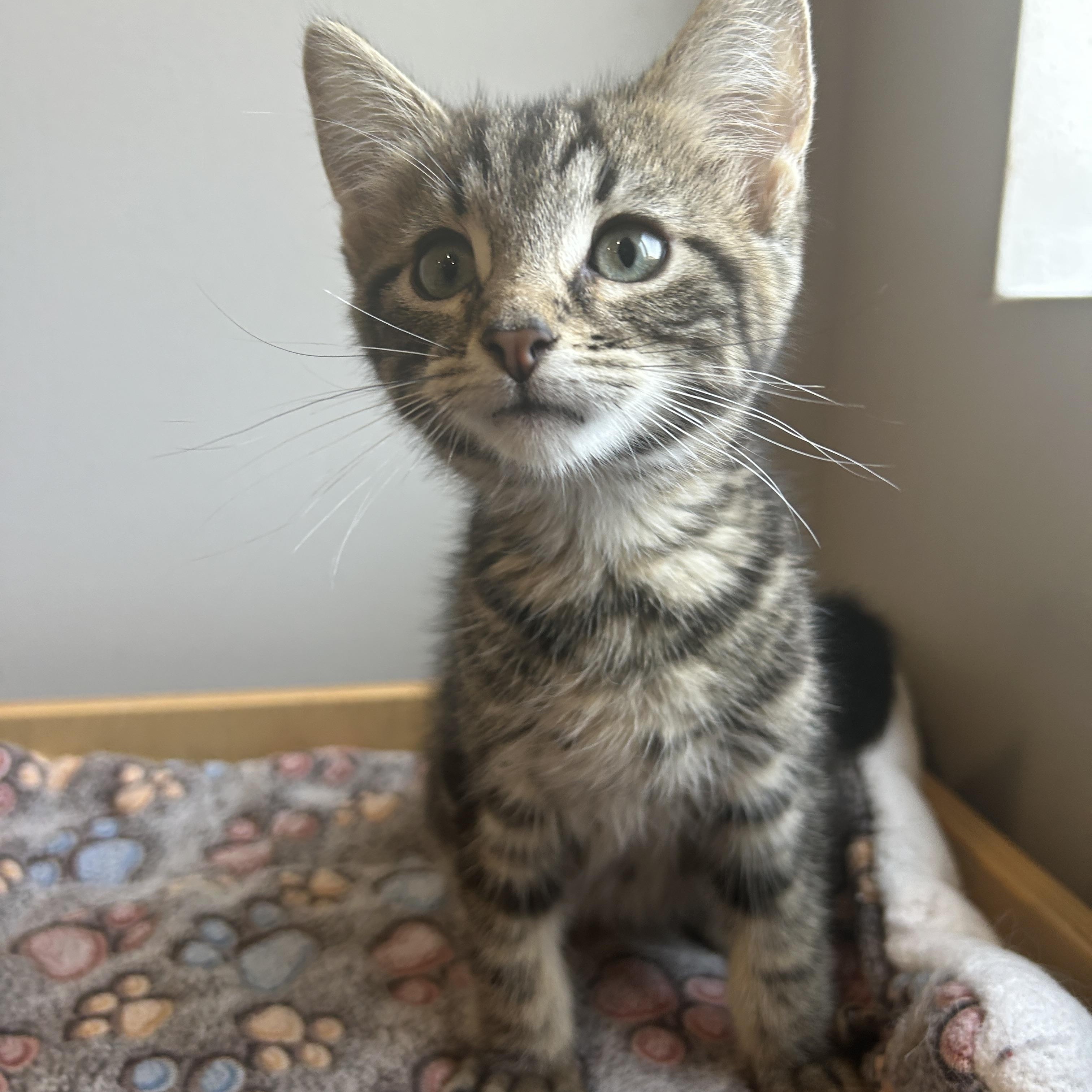 Woody, ADOPTABLE, Kitten Male American Shorthair.