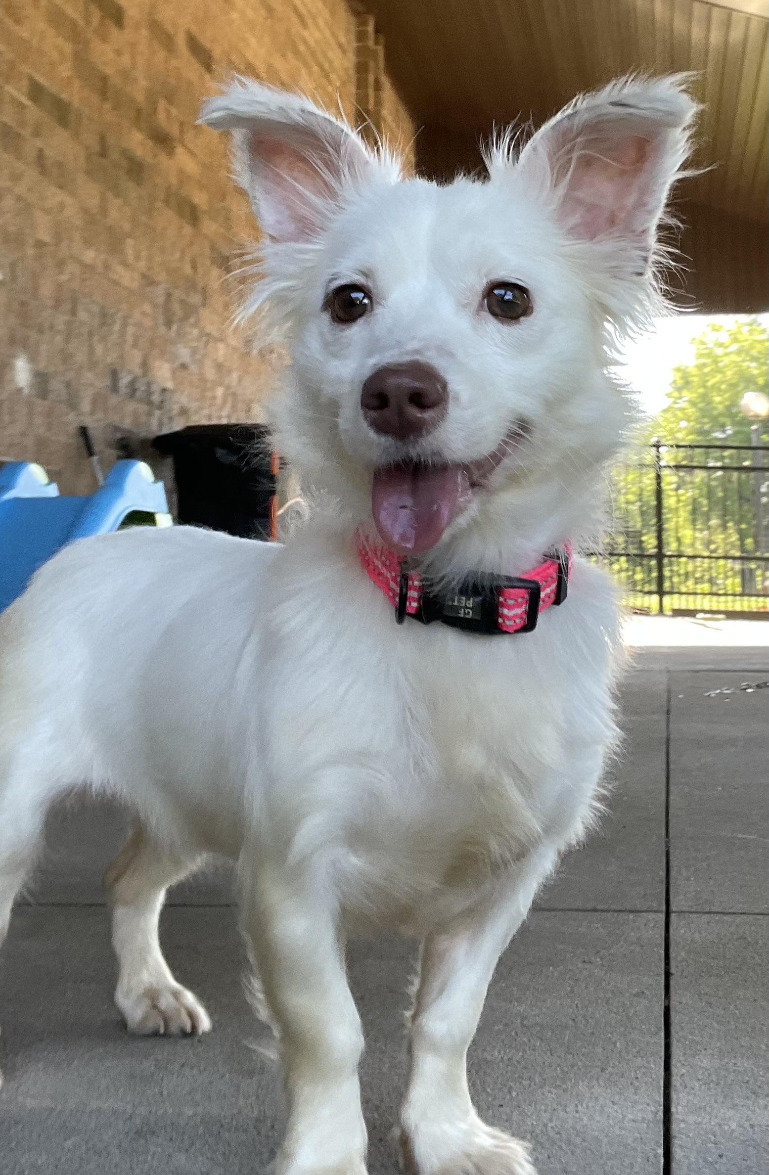 Glizzy ADOPTED, adopted, Adult Female Terrier.