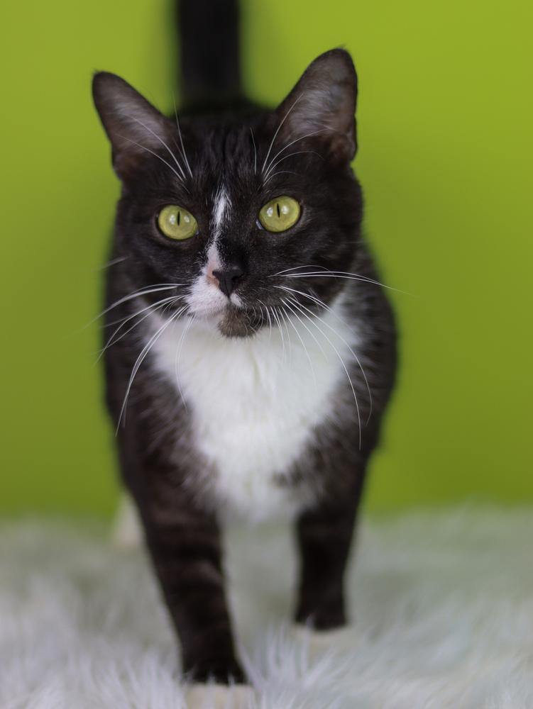 Enlarge Lady, a Adoptable Domestic Medium Hair in Lewisburg, TN image 1/2